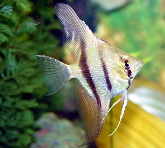 Pterophyllum scalare