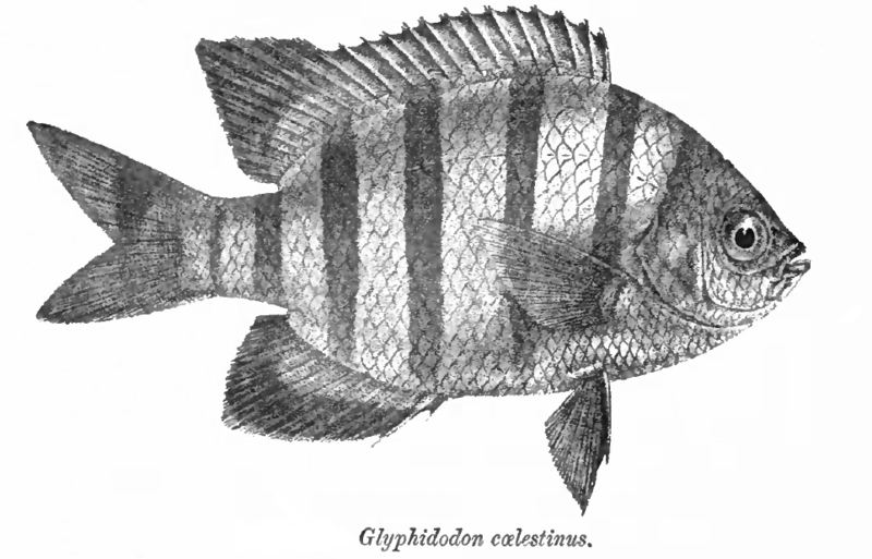 Plik:GlyphidodonCelestinus.png