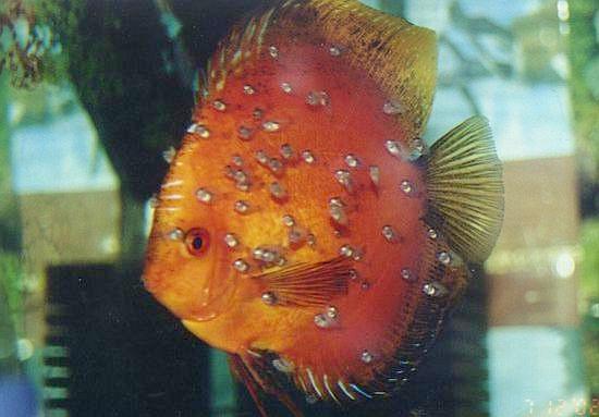 Plik:Paletka z mlodymi.jpg