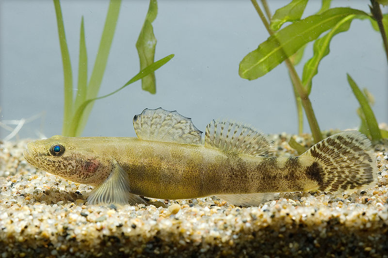 Plik:Gymnogobius petschiliensis.jpg