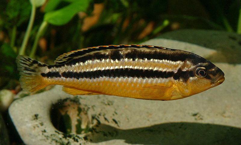 Plik:Melanochromis auratus female.jpg