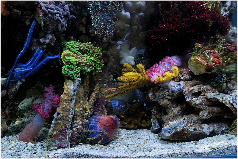 Plik:Morskie klimaty 1.jpg