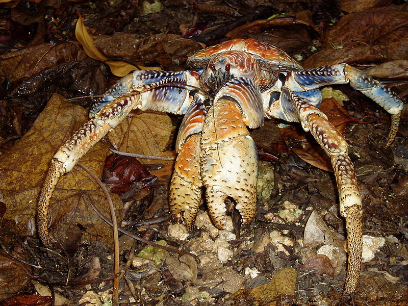 Plik:Robber crab.jpg