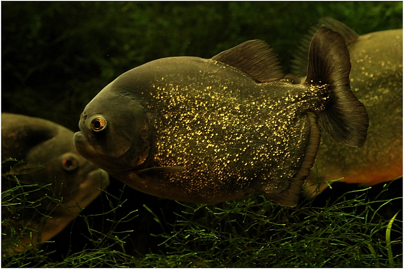 Plik:Pirania czerwona I.jpg