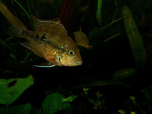 Plik:Thorichthys ellioti-3664.jpg