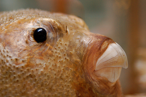 Plik:Inquisitive puffer-6254.jpg