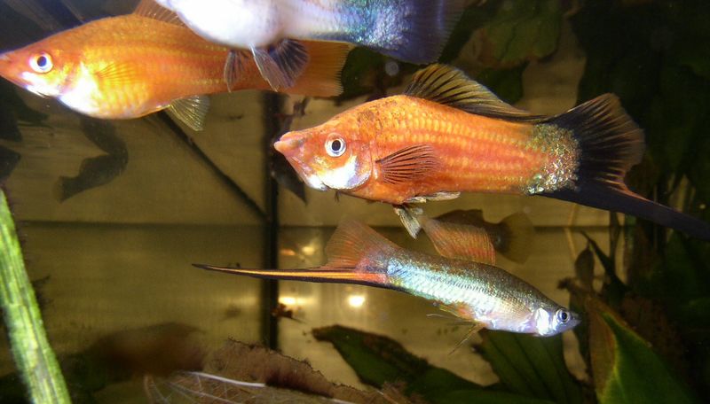 Plik:800px-Xiphophorus helleri 01.jpg