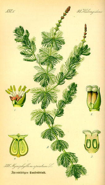 Plik:Illustration Myriophyllum spicatum0.jpg