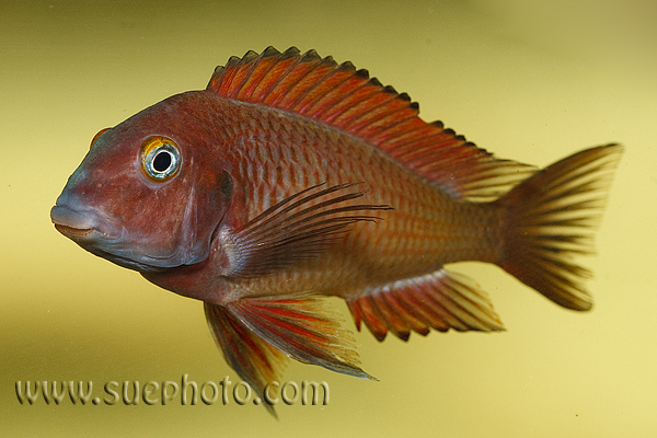 Plik:Tropheus-sp-Chilanga2.jpg