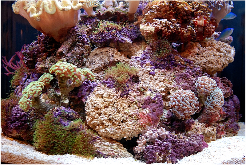 Plik:Morskie klimaty 3.jpg