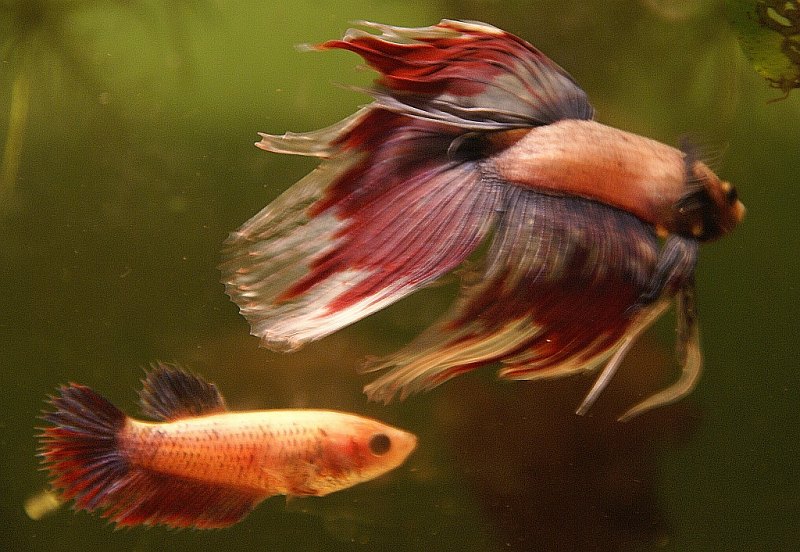 Plik:Bojownik para.jpg