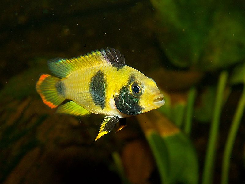 Plik:Apistogramma nijsseni female.jpg