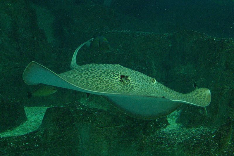 Plik:Himantura undulata.jpg