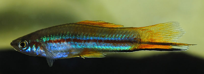 Plik:800px-Xiphophorus helleri (aka).jpg