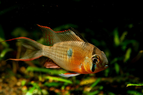 Plik:Male altispinosa dwarf cichlid-6715.jpg
