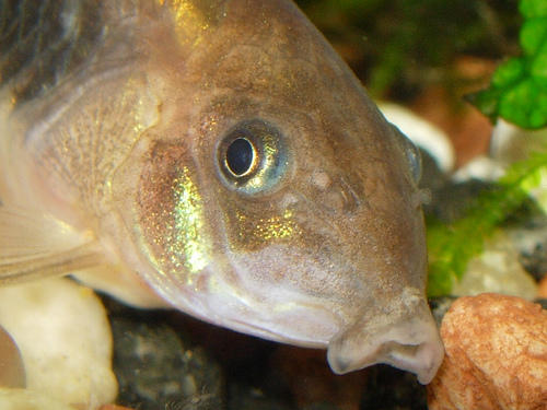 Plik:Corydoras-983.jpg