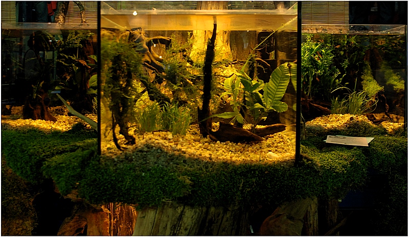 Plik:Stoisko gurami 1.jpg