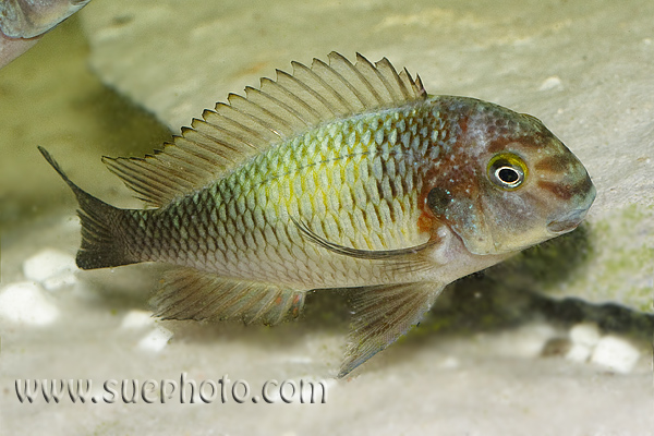 Plik:Tropheus Kapampa.jpg