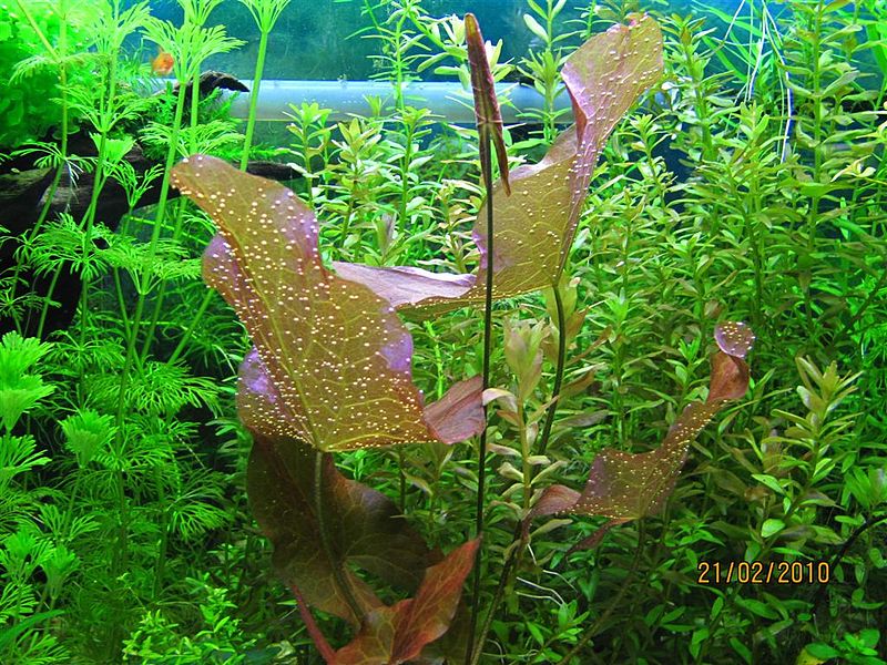 Plik:Lotos tygrysi.JPG