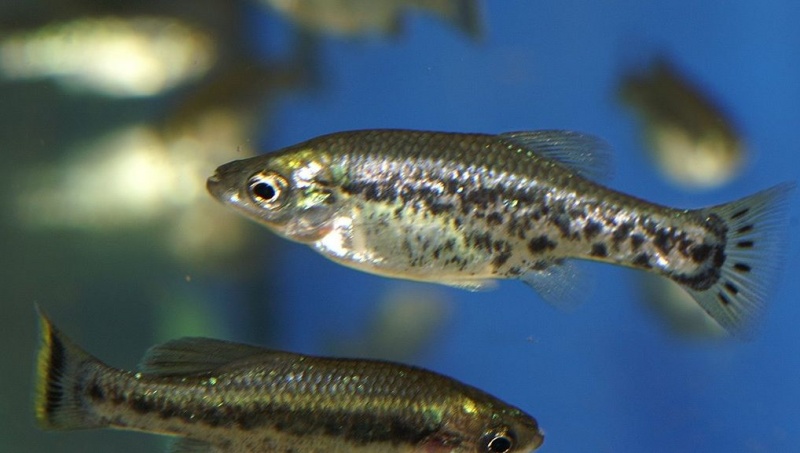 Plik:Ameca splendens.jpg