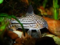 Corydoras-3429.jpg