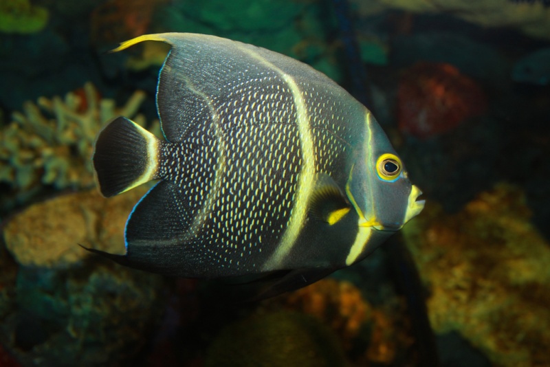 Plik:Pomacanthus paru French Angelfish.jpg