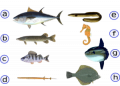 Fish body forms Osteichthyes.png