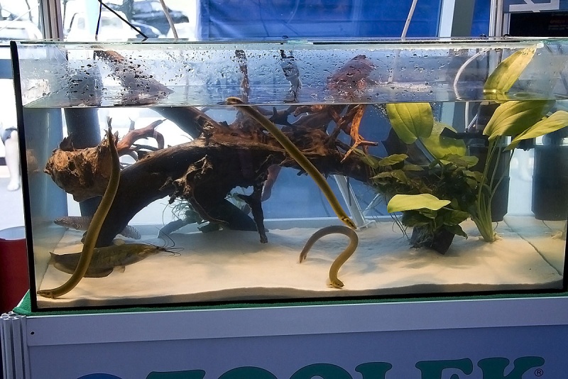 Plik:PetFair 2009 9 Iza.JPG