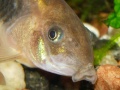 Corydoras-3928.jpg