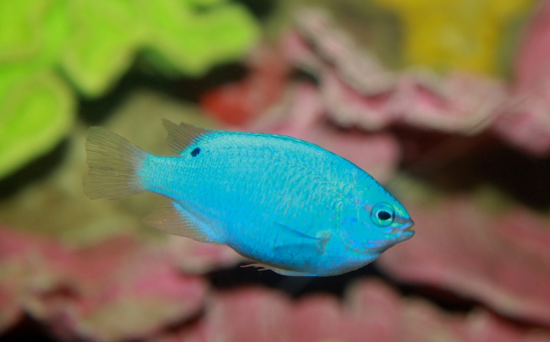 Plik:Chrysiptera cyanea Blue Damselfish-9508.jpg