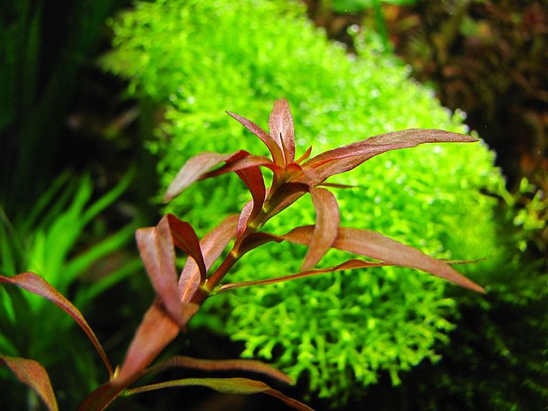 Plik:Ludwigia arcuata.JPG