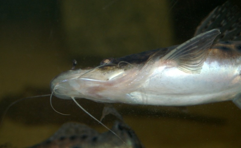 Plik:Palmiarnia 19.jpg