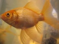 Goldfish-6875.jpg