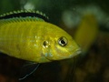 Labidochromis Caeruleus-9864.jpg