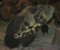 Astronotus ocellatus - Oscar Fish-6421.jpg