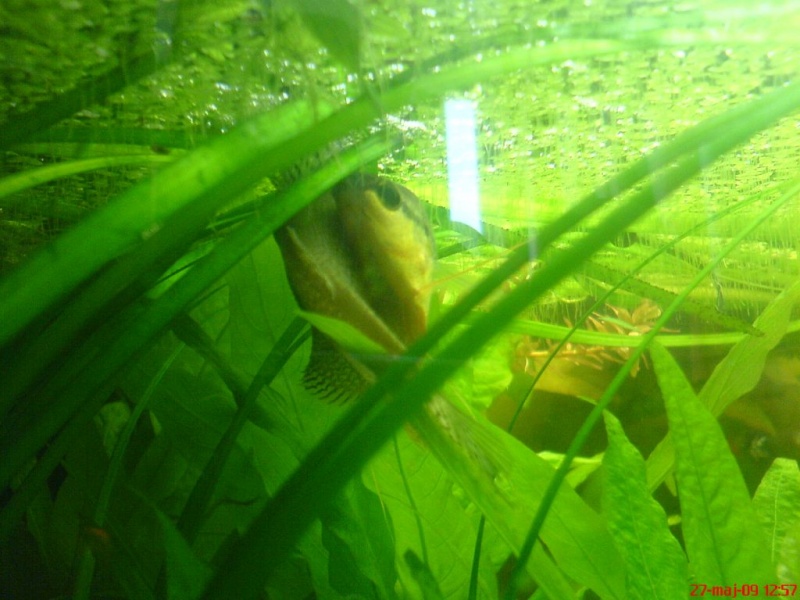 Plik:Gurami mozaikowy tarloUstawienie.JPG