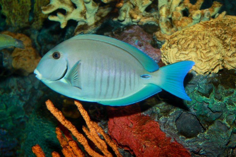 Plik:Acanthurus chirurgus Doctorfish.jpg