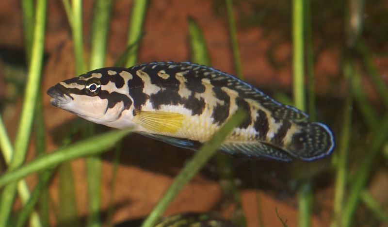 Plik:Julidochromis transcriptus.jpg