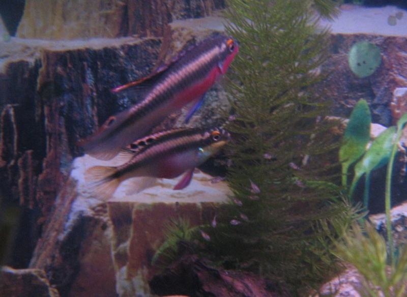 Plik:Barwniak czerwonobrzuchy 8.jpg