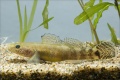 Gymnogobius petschiliensis.jpg