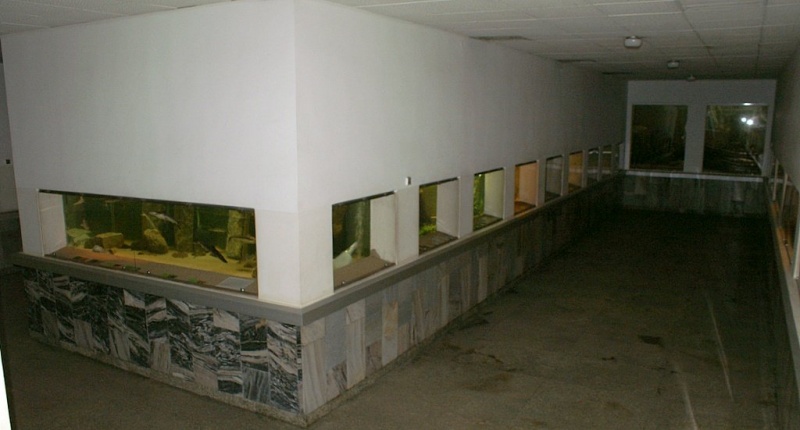 Plik:Palmiarnia 12.jpg