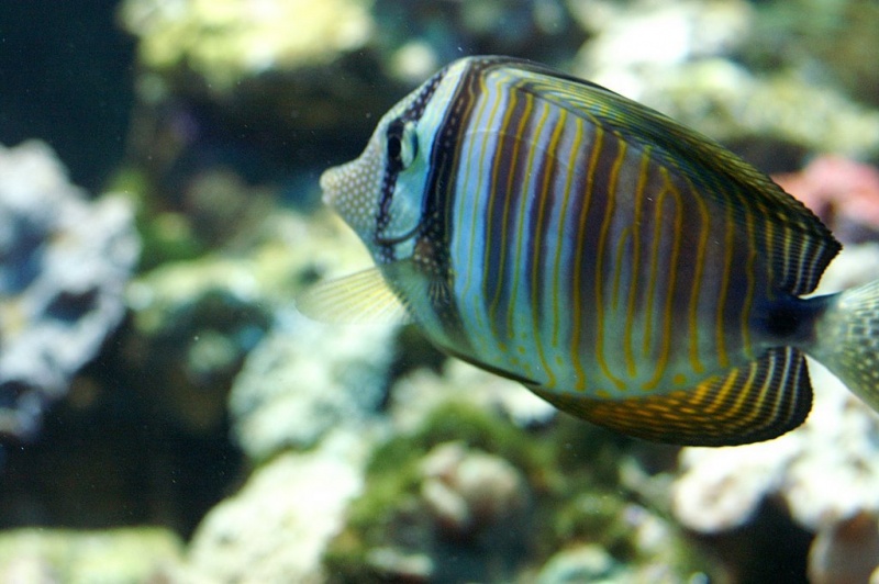 Plik:Akwarium Gdynskie 6.JPG