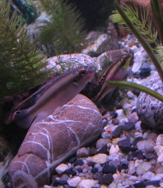 Plik:Barwniak czerwonobrzuchy 5.jpg