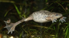 Hymenochirus boettgeri.jpg