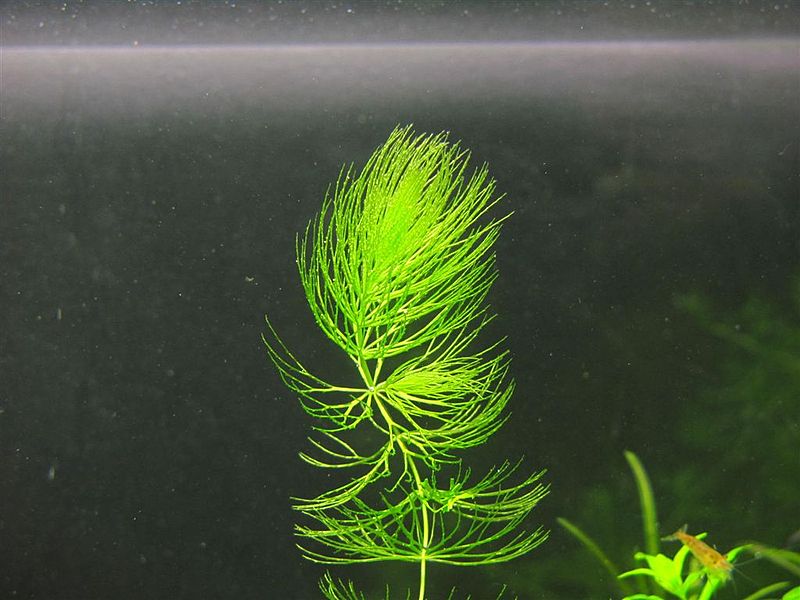 Plik:Rogatek sztywny.JPG