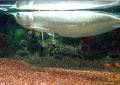 Arowana-8131.jpg