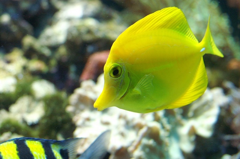 Plik:Akwarium Gdynskie 7.JPG