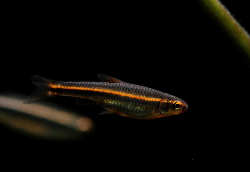 Plik:Rainbow Shiners Notropis chrosomus-8843.jpg