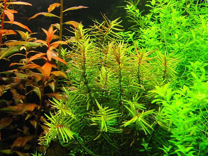 Plik:Didiplis diandra.JPG