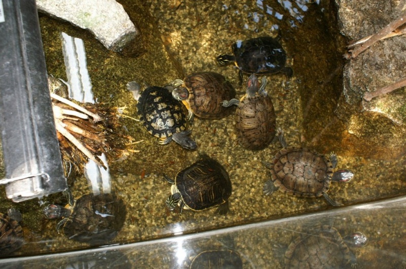 Plik:Palmiarnia 8.jpg